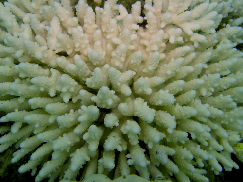 Coral bleaching